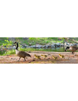 Springtime Parade - Panoramic