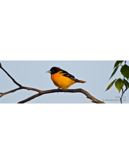 Ludington Oriole - Panoramic