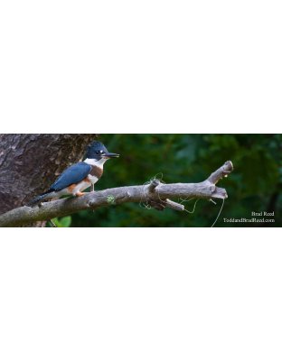 Kingfisher - Panoramic