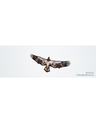 On Eagle's Wings - Panoramic
