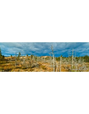 The Forgotten Forest - Panoramic