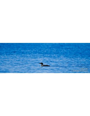 Lone Loon - Panoramic