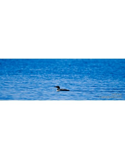 Lone Loon - Panoramic