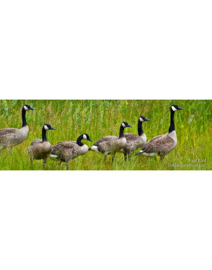 Full Alert - Panoramic 