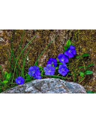 Brad Reed's Day 134 of 366