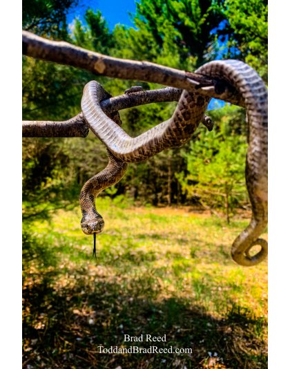 Brad Reed's Day 137 of 366