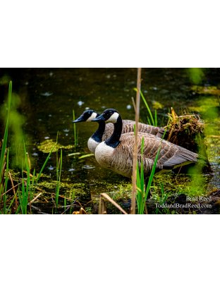 Brad Reed's Day 138 of 366