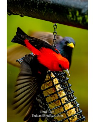 Brad Reed's Day 139 of 366