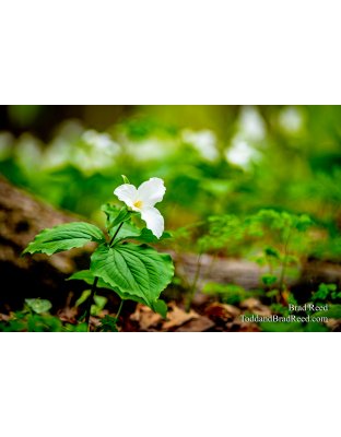 Brad Reed's Day 140 of 366