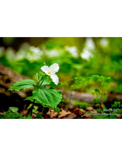 Brad Reed's Day 140 of 366