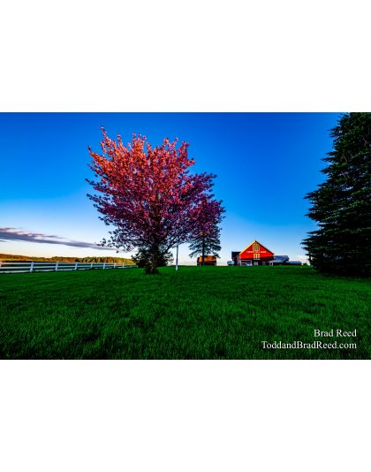 Brad Reed's Day 142 of 366