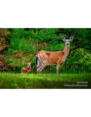 Brad Reed's Day 144 of 366