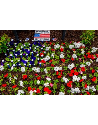 Brad Reed's Day 146 of 366