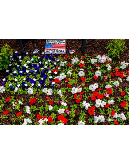 Brad Reed's Day 146 of 366