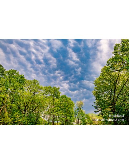 Brad Reed's Day 147 of 366