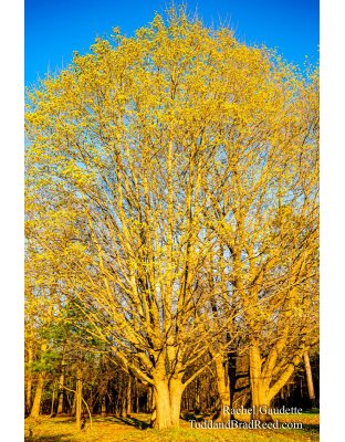 Rachel Gaudette's Day 127 of 366 - May 6, 2020