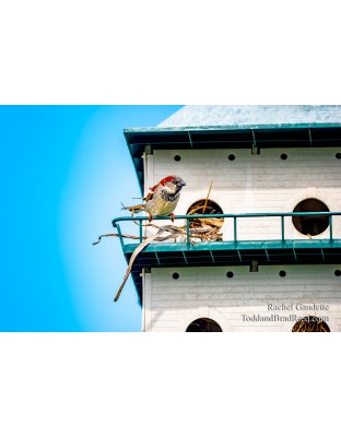 Rachel Gaudette's Day 130 of 366 - May 9, 2020