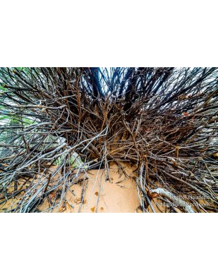 Rachel Gaudette's Day 131 of 366 - May 10, 2020