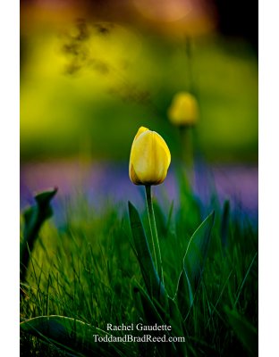 Rachel Gaudette's Day 133 of 366 - May 12, 2020