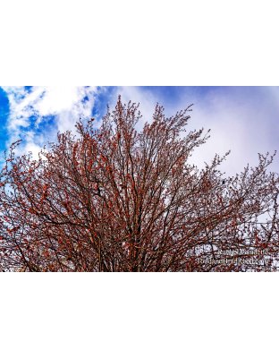 Rachel Gaudette's Day 134 of 366 - May 13, 2020