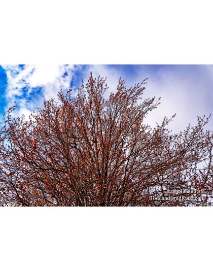 Rachel Gaudette's Day 134 of 366 - May 13, 2020