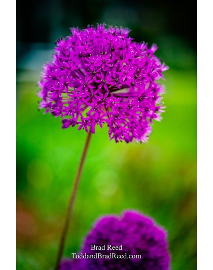 Brad Reed's Day 154 of 366 - June 2, 2020