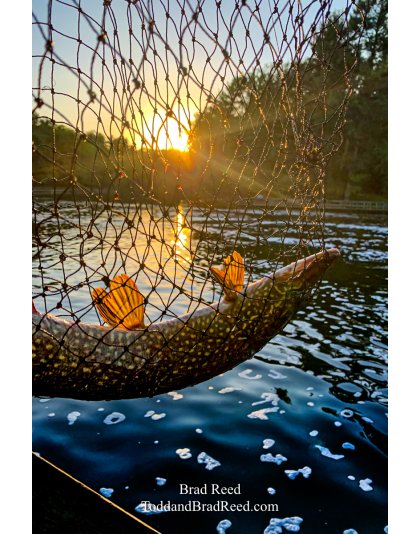 Brad Reed's Day 155 of 366 - June 3, 2020