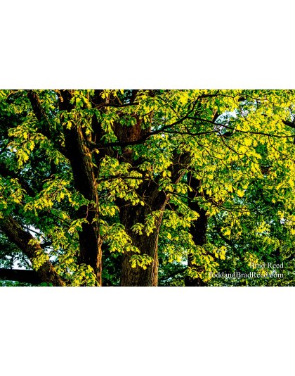 Brad Reed's Day 157 of 366 - June 5, 2020