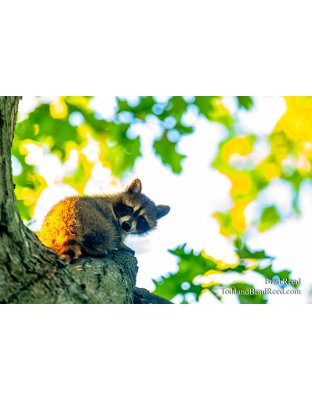 Brad Reed's Day 159 of 366 - June 7, 2020