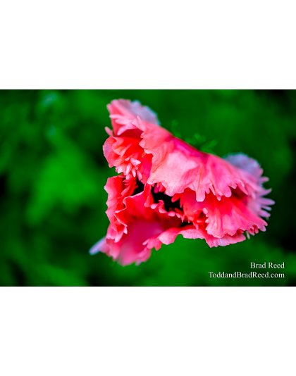 Brad Reed's Day 160 of 366 - June 8, 2020