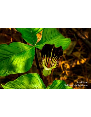 Jack-In-the-Pulpit at Hotel (7627)