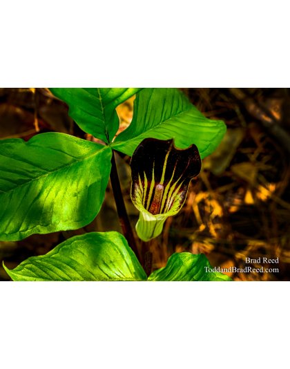 Jack-In-the-Pulpit at Hotel (7627)
