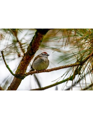 Rachel Gaudette's Day 135 of 366 - May 14, 2020