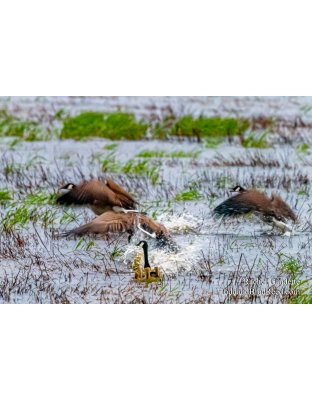 Rachel Gaudette's Day 138 of 366 - May 17, 2020