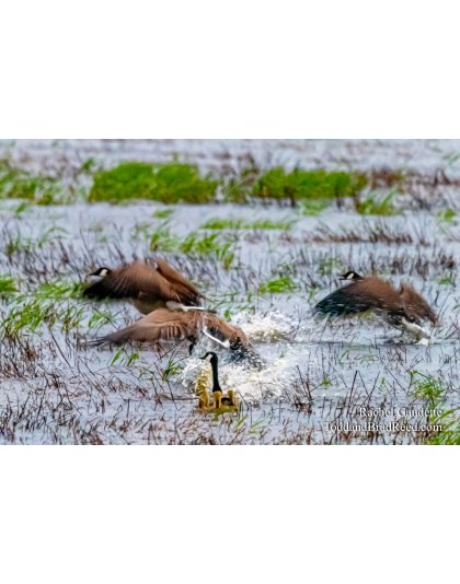 Rachel Gaudette's Day 138 of 366 - May 17, 2020