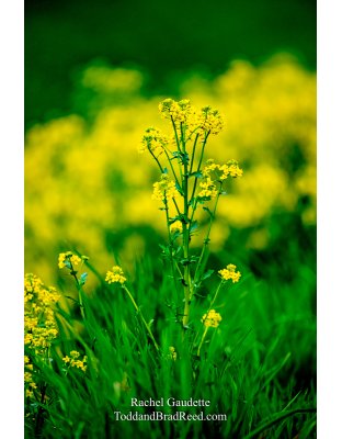 Rachel Gaudette's Day 139 of 366 - May 18, 2020