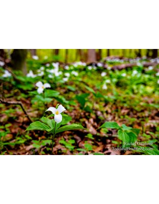 Rachel Gaudette's Day 140 of 366 - May 19, 2020 