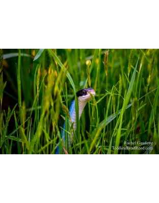 Rachel Gaudette's Day 142 of 366 - May 21, 2020