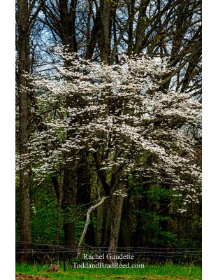 Rachel Gaudette's Day 144 of 366 - May 23, 2020