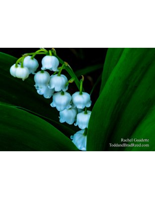 Rachel Gaudette's Day 145 of 366 - May 24, 2020