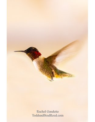 Rachel Gaudette's Day 147 of 366 - May 26, 2020