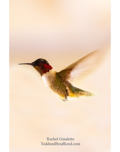 Rachel Gaudette's Day 147 of 366 - May 26, 2020