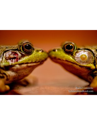 Rachel Gaudette's Day 149 of 366 - May 28, 2020