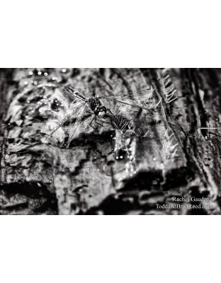 Rachel Gaudette's Day 150 of 366 - May 29, 2020