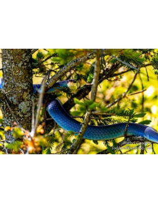 Rachel Gaudette's Day 146 of 366 - May 25, 2020