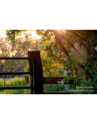 Rachel Gaudette's Day 151 of 366 - May 30, 2020