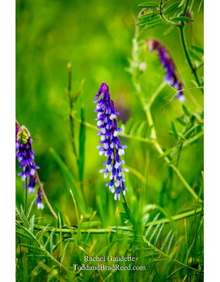 Rachel Gaudette's Day 153 of 366 - June 1, 2020