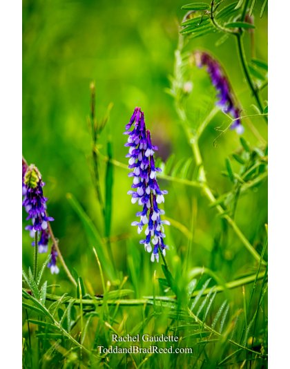 Rachel Gaudette's Day 153 of 366 - June 1, 2020