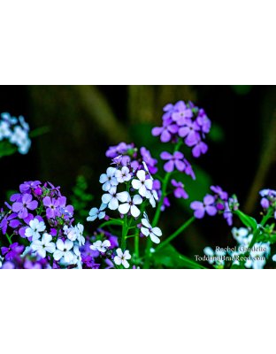 Rachel Gaudette's Day 154 of 366 - June 2, 2020