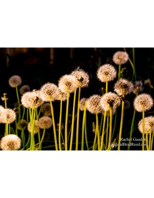 Rachel Gaudette's Day 156 of 366 - June 4, 2020